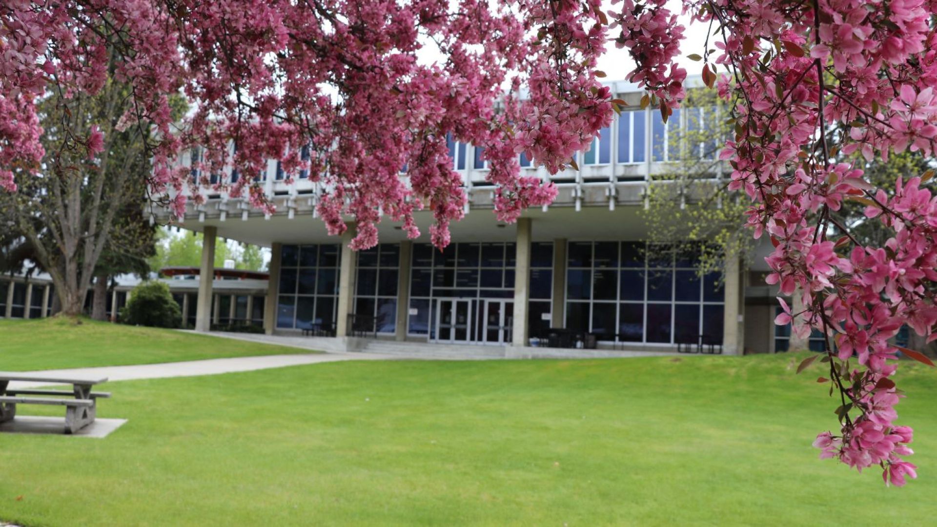 Spring blossoms at the Castlegar campus of Selkirk College