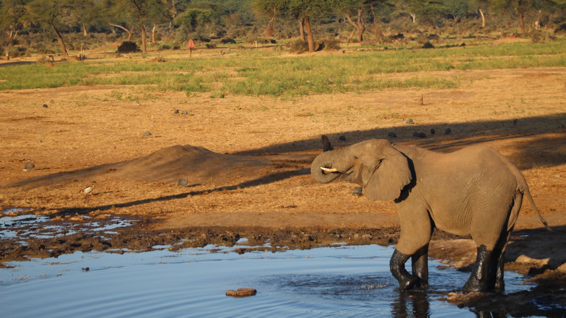 Elephant image in Okavango