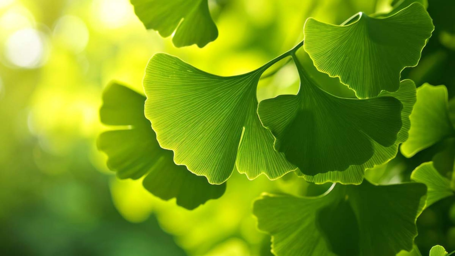 A close up of a Ginko leaf