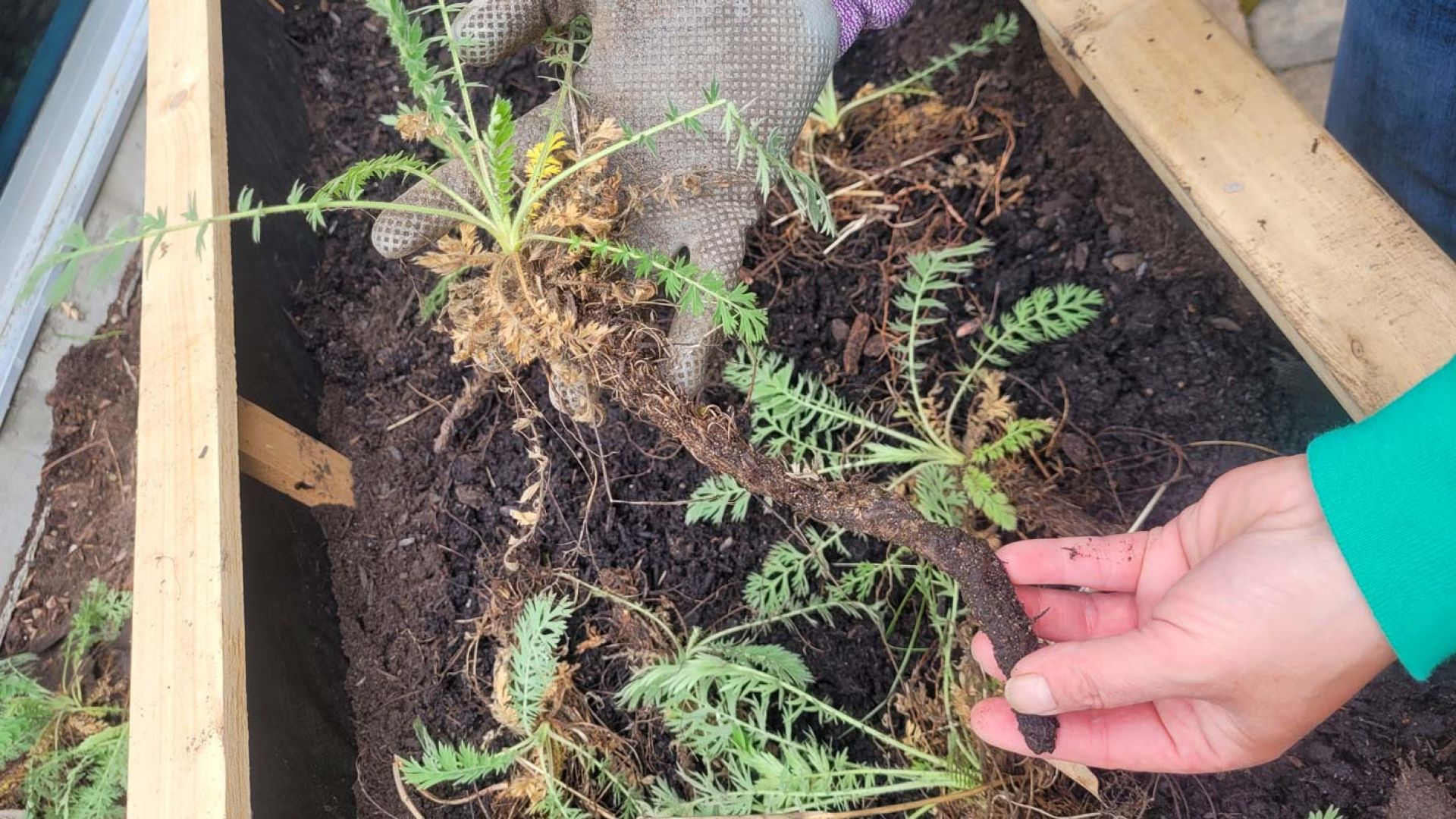 Gardening in a planter box