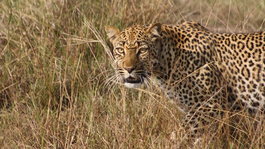 jaguar in grass