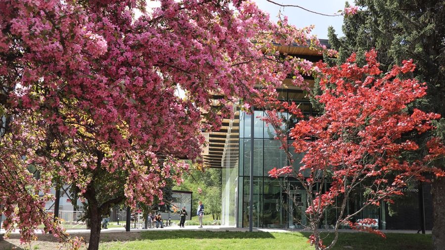 Silver King Campus in the spring with blossoms