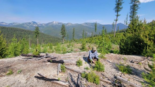 A graduate works in the forest