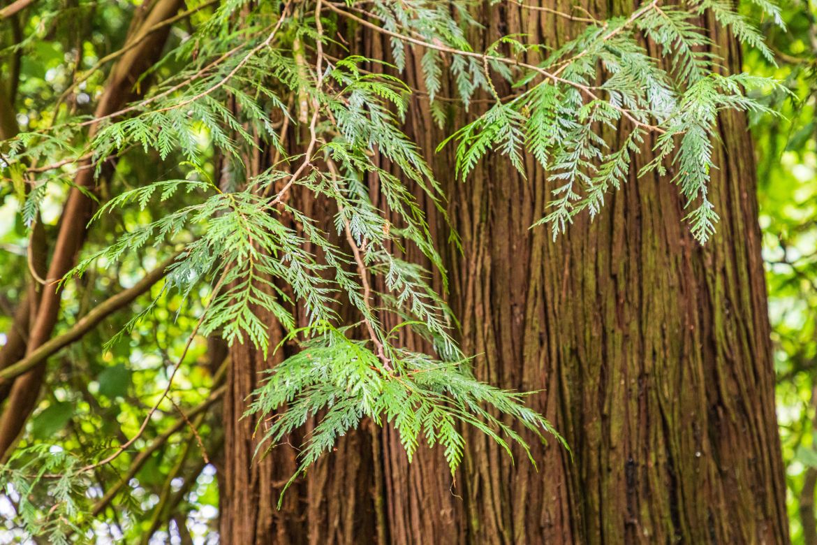 A cedar tree in a forest