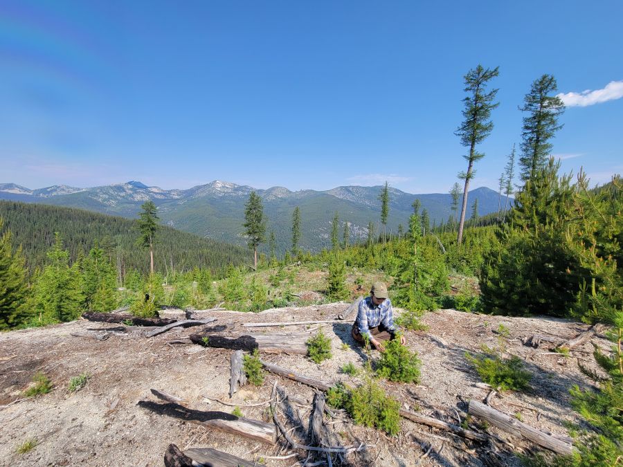 Selkirk Innovates Forestry Research &amp; Applications