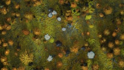 Differentiating whitebark pine (Pa) from other subalpine tree species using multispectral imagery in high elevation forests near Nelson, BC.