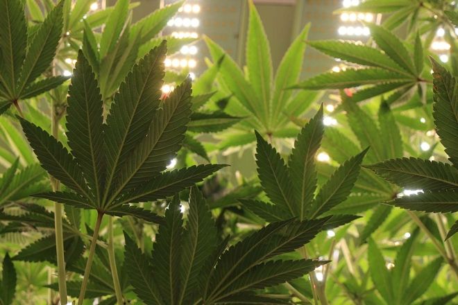 Green cannabis leaves